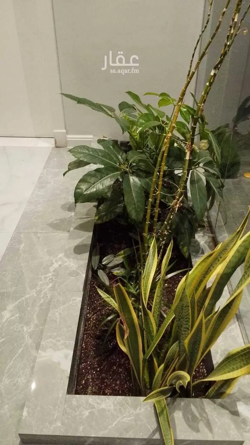 شقة 1 غرف في الحمراء 5