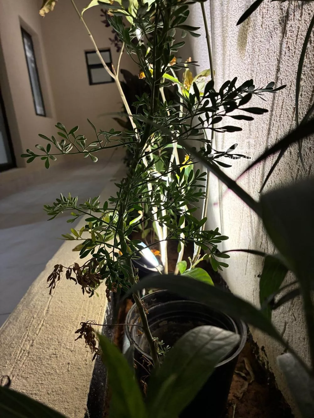 دور 4 غرف في ظهرة البديعة 5