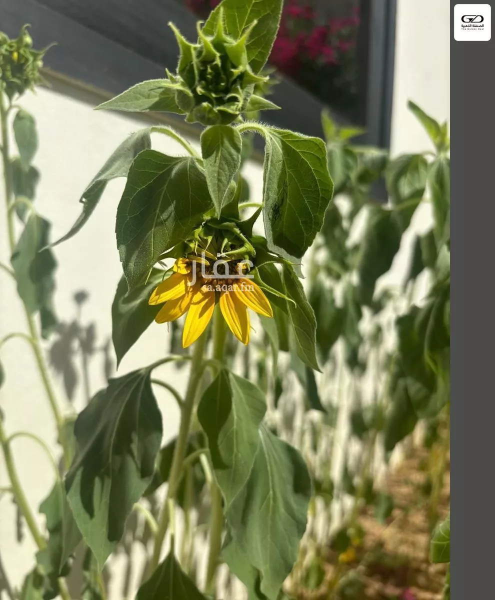 2 bedroom villa in Al Asalah, Jeddah 10