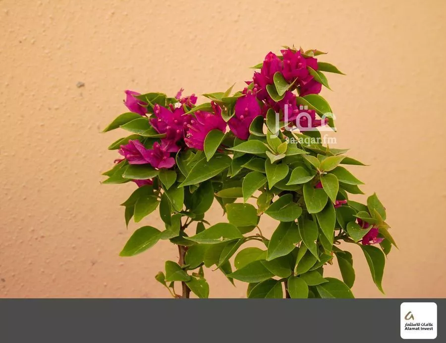 فيلا 3 غرف في الرياض 3