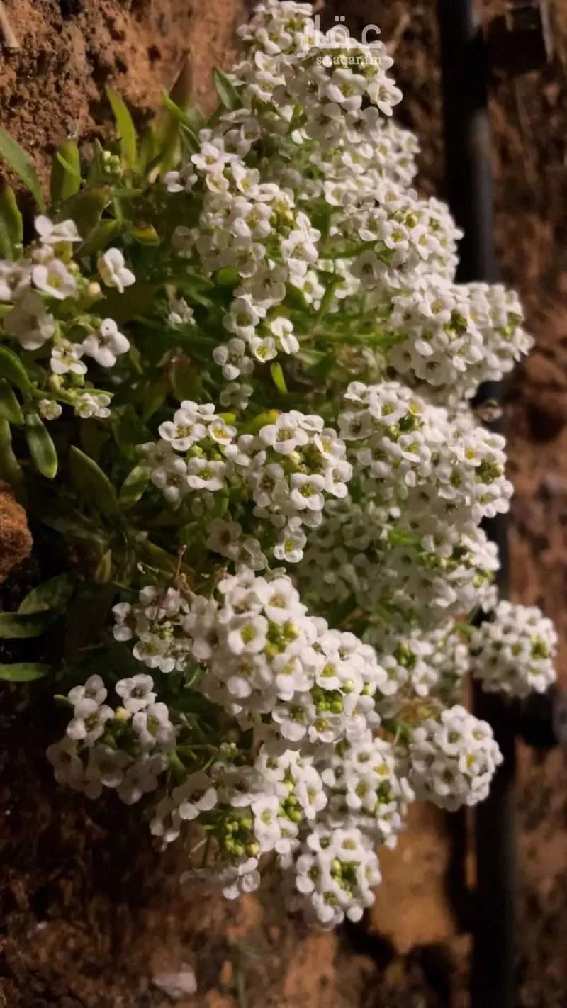 مزرعة للبيع في مدينة الصيهد (ال ولمه), منطقة الرياض 1 صورة