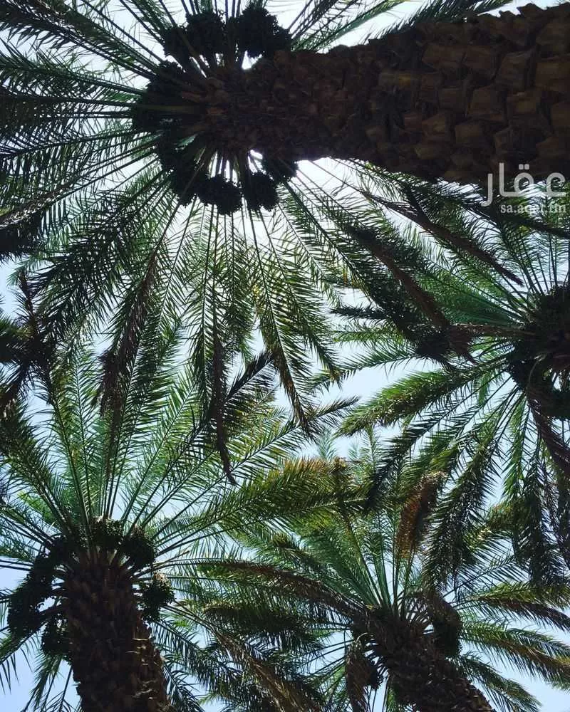 أرض للإيجار في شارع غير مسمى , حي النقيع, مدينة النقيع, منطقة عسير 1 صورة