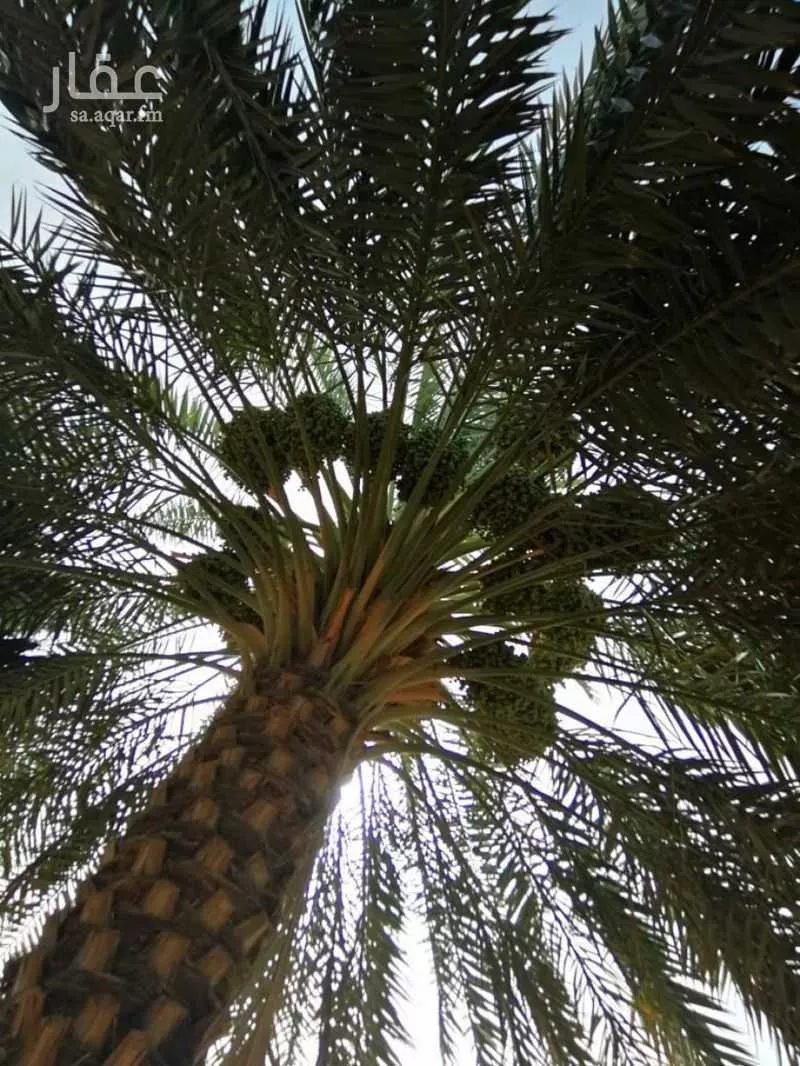 أرض للإيجار في شارع المندسة 627, حي المندسة, مدينة المدينة المنورة, منطقة المدينة المنورة 1 صورة