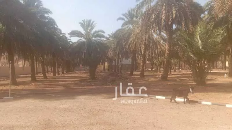 أرض للإيجار في شارع ديراب, مدينة قريه ديراب, منطقة الرياض 1 صورة