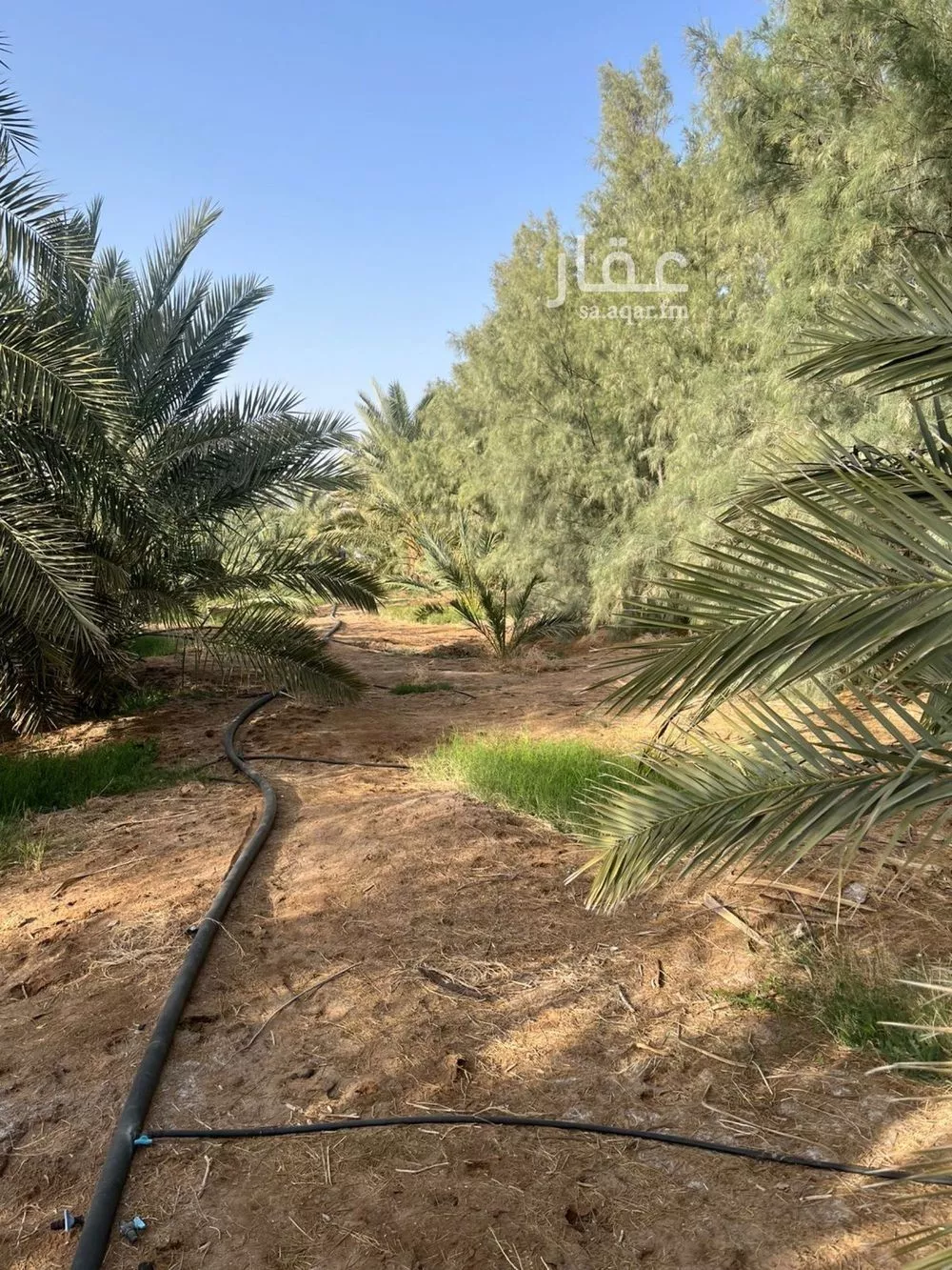 مزرعة للبيع في شارع المليليح 98, حي المليليح, مدينة المدينة المنورة, منطقة المدينة المنورة 1 صورة