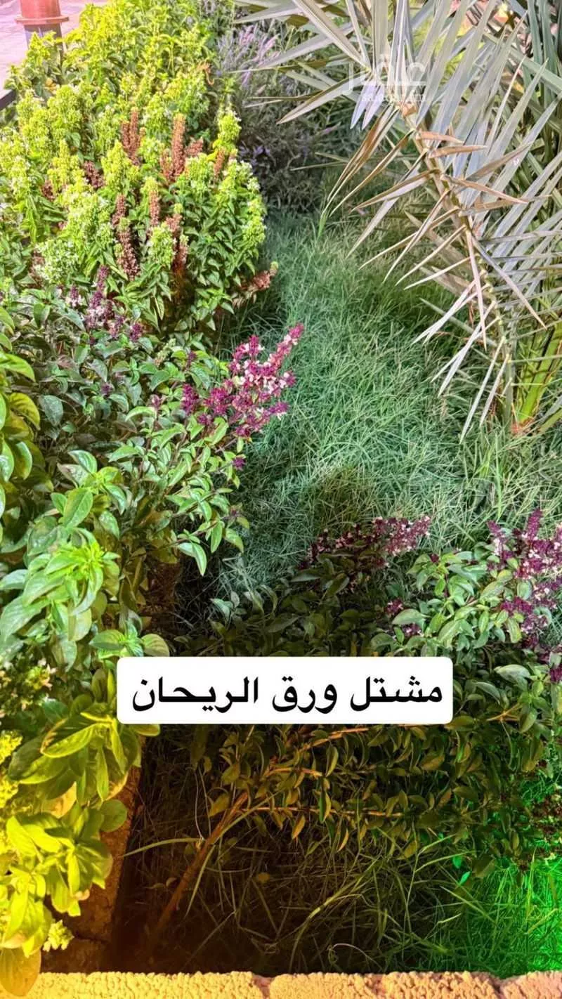 استراحة للإيجار في شارع ضرما 1123, مدينة ضرما, منطقة الرياض 1 صورة