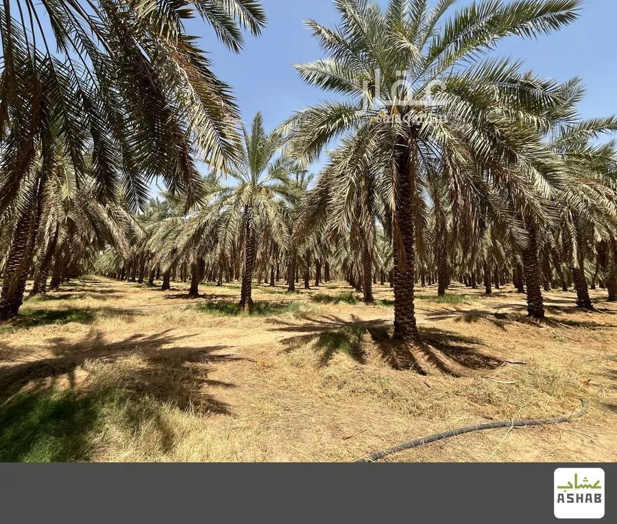 مزرعة للبيع في شارع المليداء 1002, مدينة البصر, منطقة القصيم 1 صورة