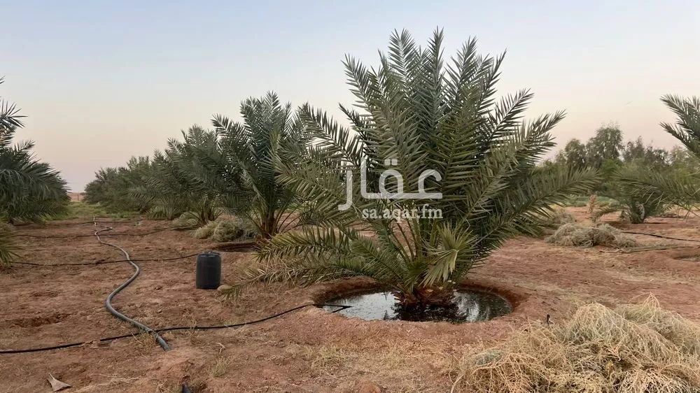 مزرعة للبيع في حي الودى, مدينة ودي الحزم   الودي, منطقة حائل 1 صورة