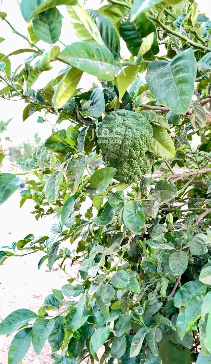 مزرعة للبيع في مدينة حائل, منطقة حائل 1 صورة