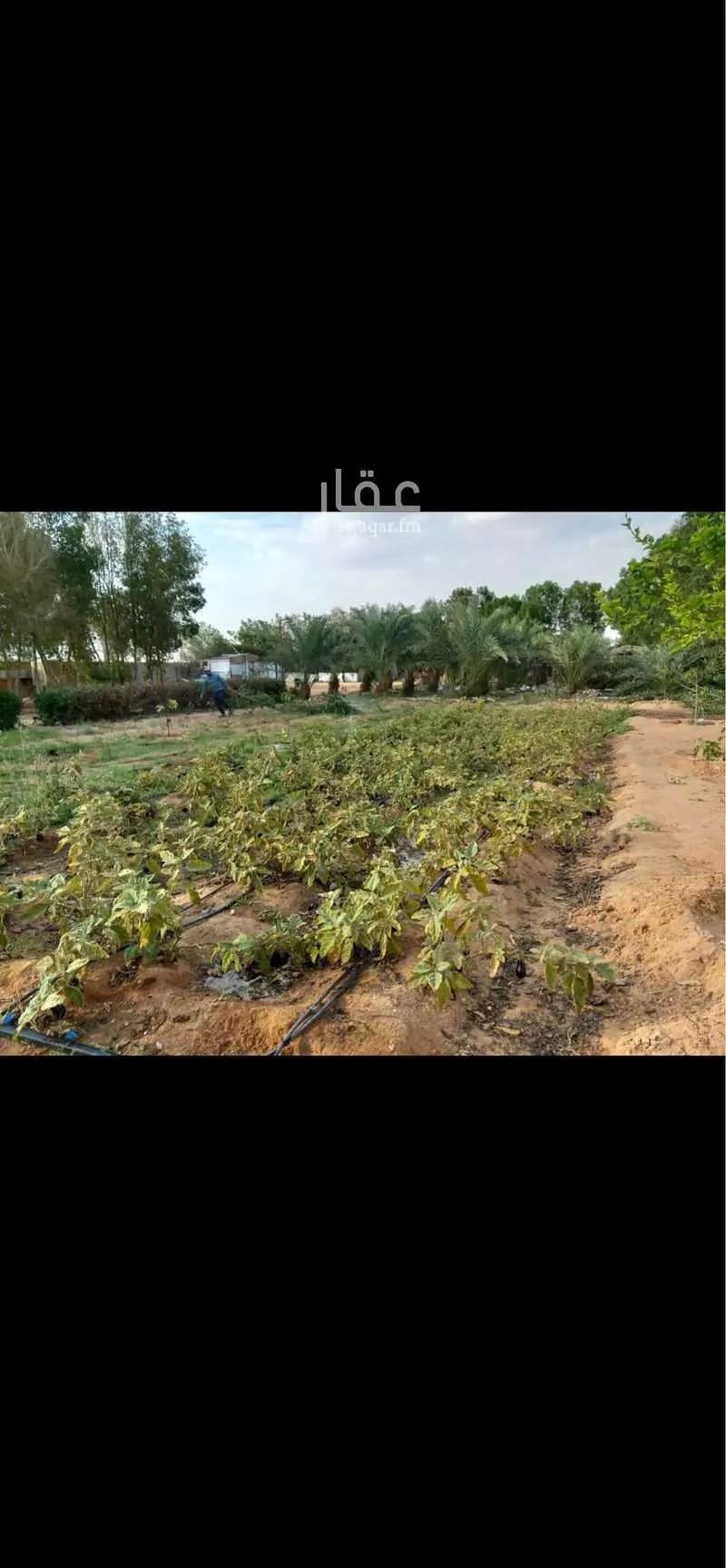 مزرعة للبيع في حي العفجه, مدينة الخرج, منطقة الرياض 1 صورة