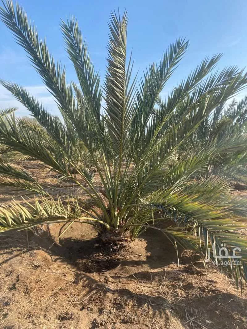 مزرعة للبيع في شارع ضواحي 112 ، شجوى ، منطقة المدينة المنورة 1 صورة