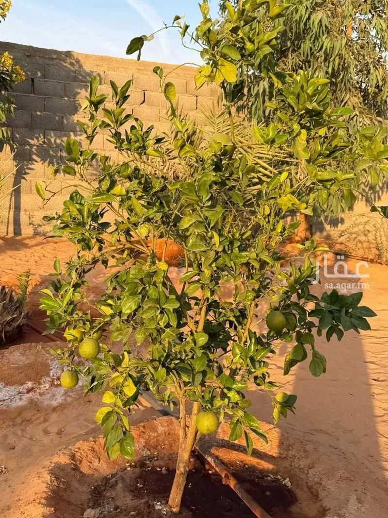 استراحة للبيع في شارع تبراك, حي خبيب الريم, مدينة خبيب الريم, منطقة الرياض 1 صورة