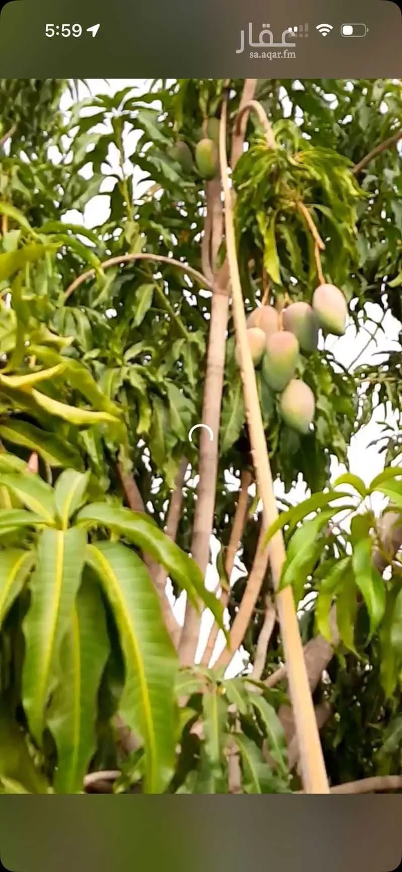 مزرعة للبيع في شارع الامير فيصل بن تركي ، القوباء ، بيشة 1 صورة