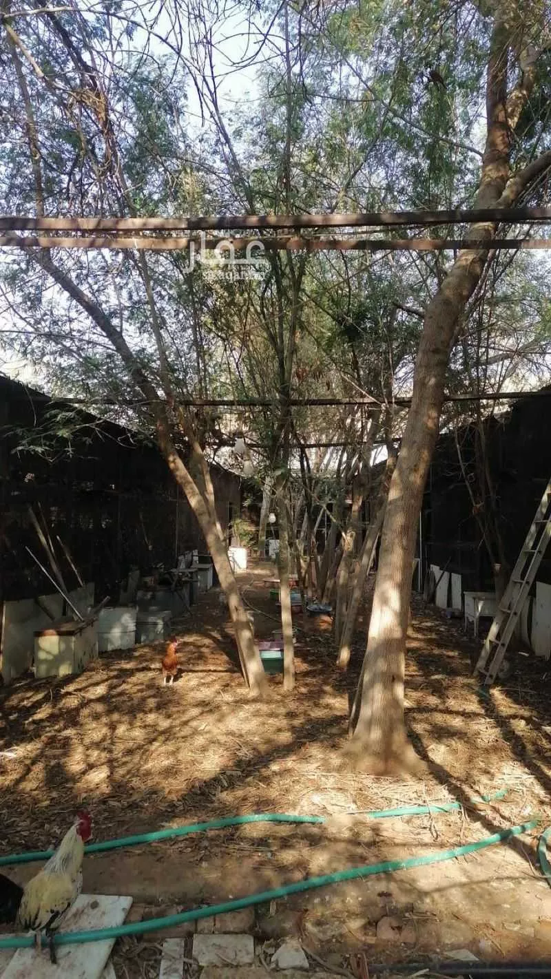 مزرعة للبيع في شارع الحوير, حي ديراب, مدينة الرياض, منطقة الرياض 1 صورة