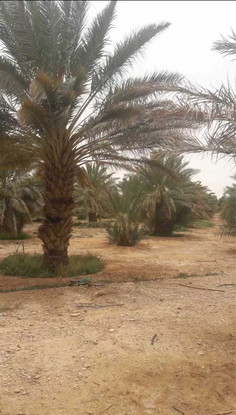 مزرعة للبيع في حي مزارع العبله, مدينة مزارع العبله, منطقة الرياض 1 صورة