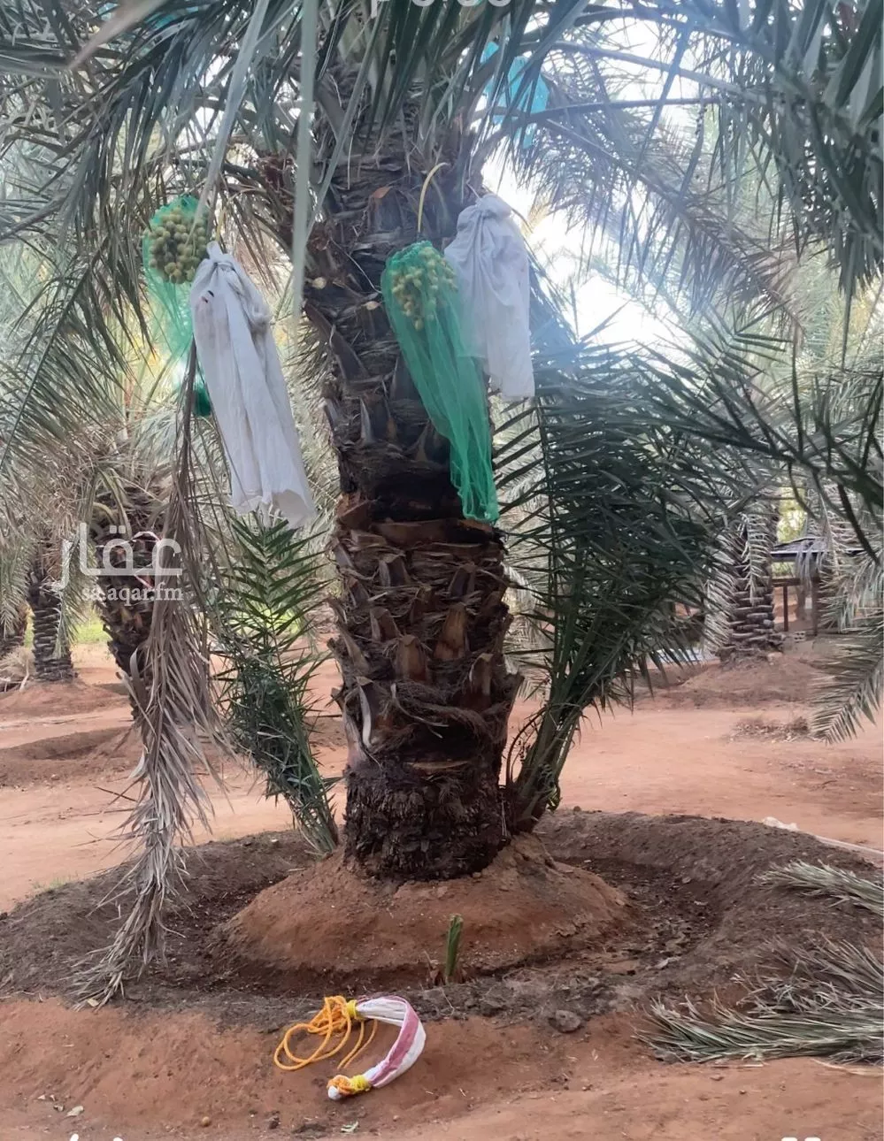 مزرعة للبيع في شارع ابن السبكي, حي تبراك, مدينة الجله, منطقة الرياض 1 صورة