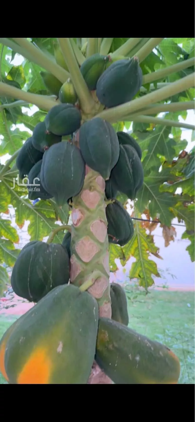 استراحة للإيجار في شارع 3775964, حي العفجه, مدينة الخرج, منطقة الرياض 1 صورة