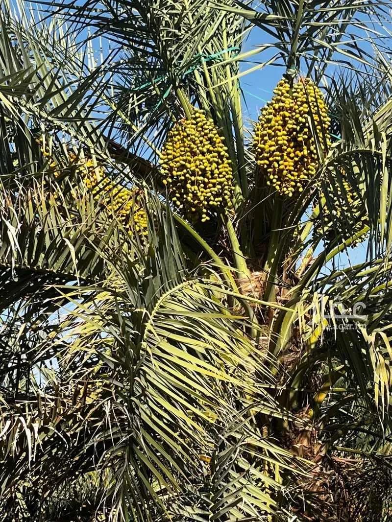 مزرعة للبيع في شارع المندسة 274 ، حي المندسة ، المدينة المنورة ، منطقة المدينة المنورة 1 صورة