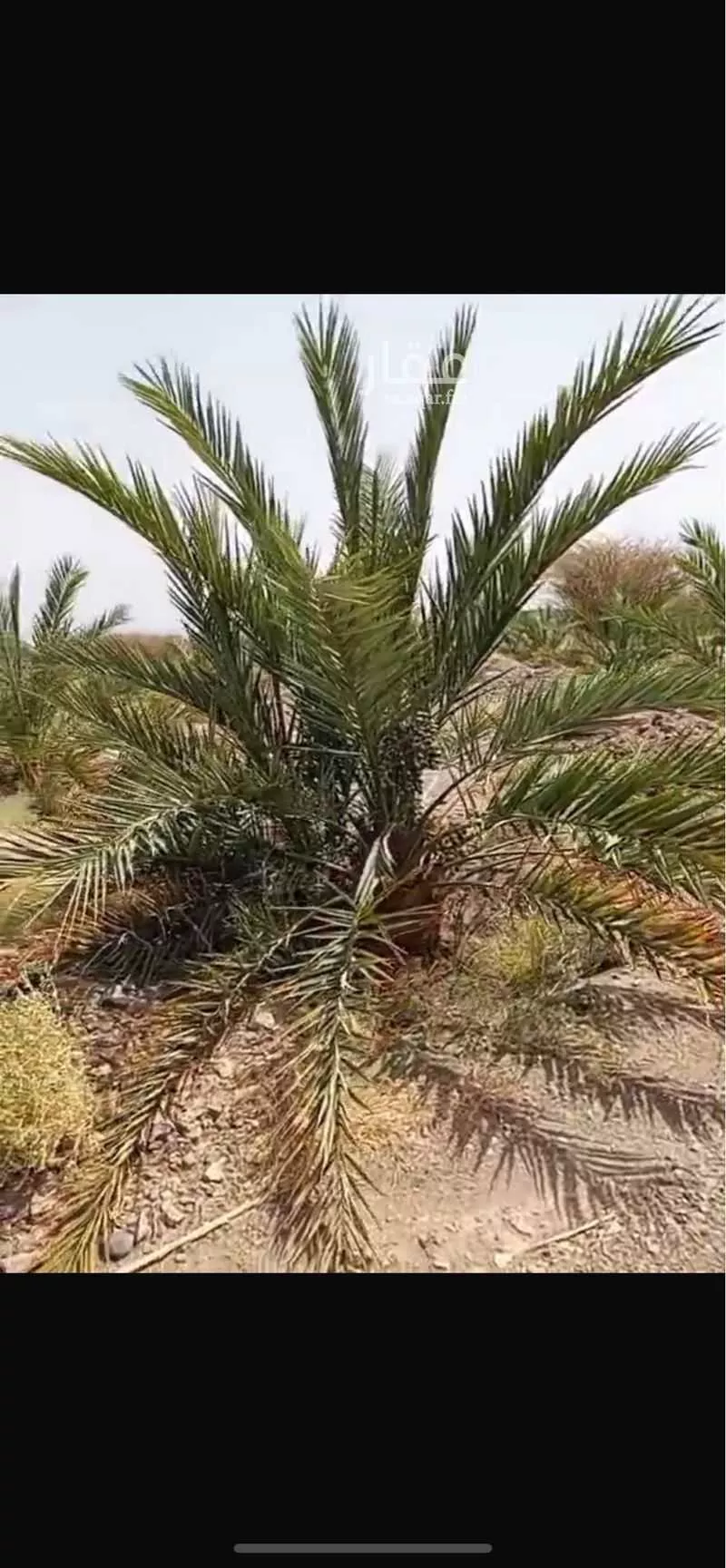 مزرعة للبيع في شارع الوادي, حي المليليح, مدينة المدينه المنوره, منطقة المدينة المنورة 1 صورة