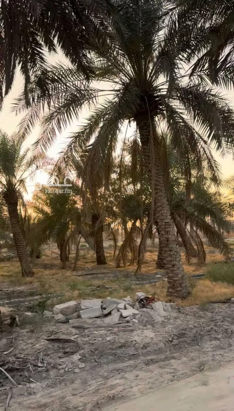 مزرعة للبيع في شارع الخليج العربي, حي منطقة الغويبة الزراعية, مدينة الاحساء, المنطقة الشرقية 1 صورة