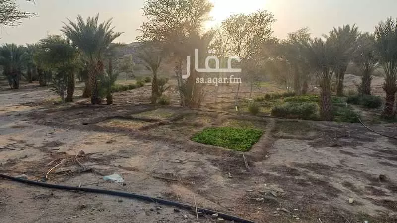 مزرعة للبيع في شارع الشارع العام, حي ام فراعه (حى النزهه), مدينة ام فراعه (حى النزهه), منطقة مكة المكرمة 1 صورة