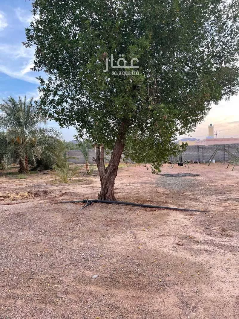 مزرعة للبيع في شارع بواط, حي المليليح, مدينة المدينة المنورة, منطقة المدينة المنورة 1 صورة