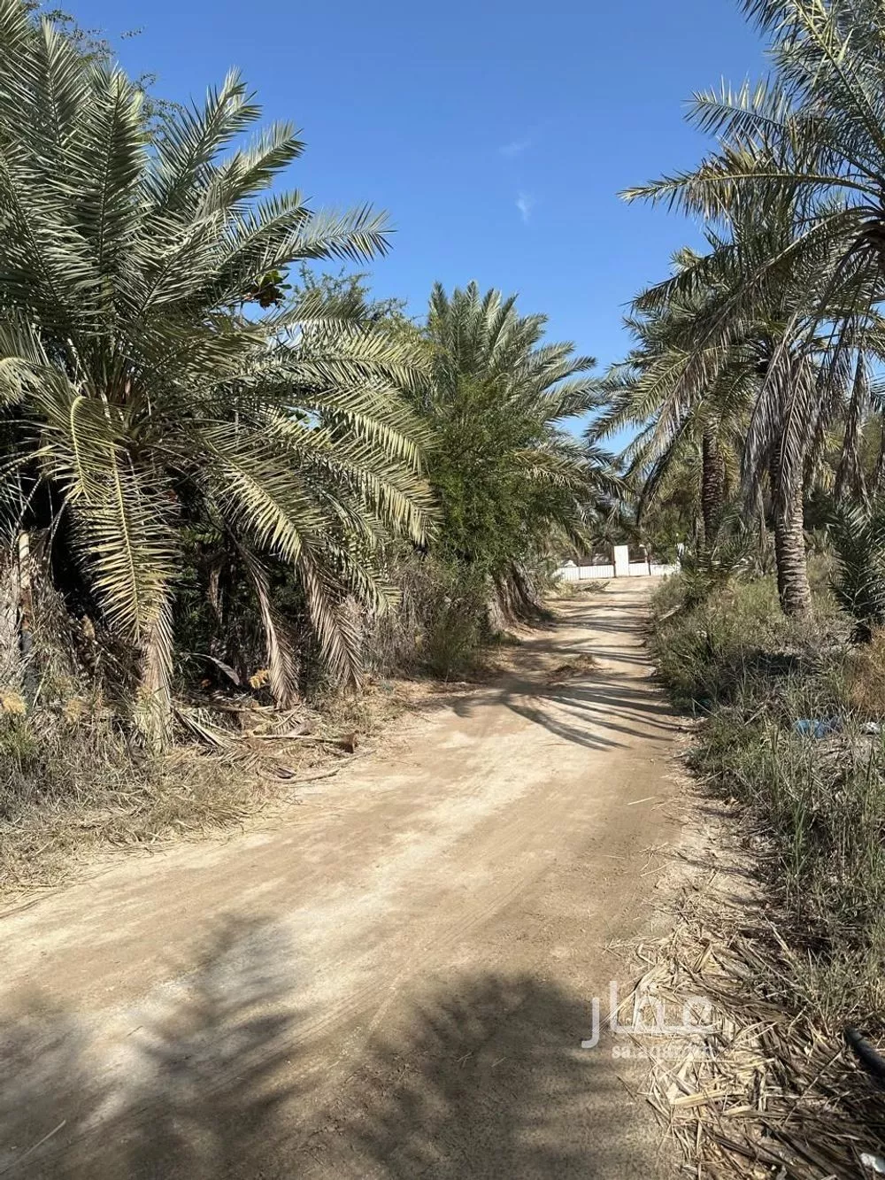 مزرعة للبيع في شارع صفوى, مدينة القطيف, المنطقة الشرقية 1 صورة