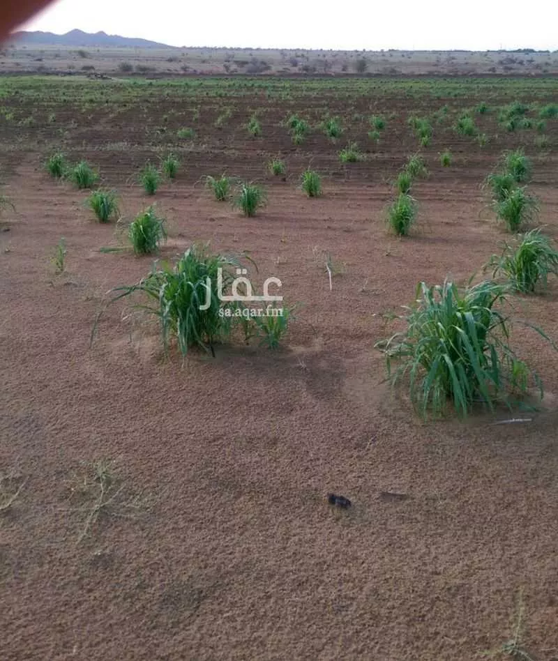 مزرعة للبيع في شارع 0000, حي المودة, مدينة صبياء, منطقة جازان 1 صورة