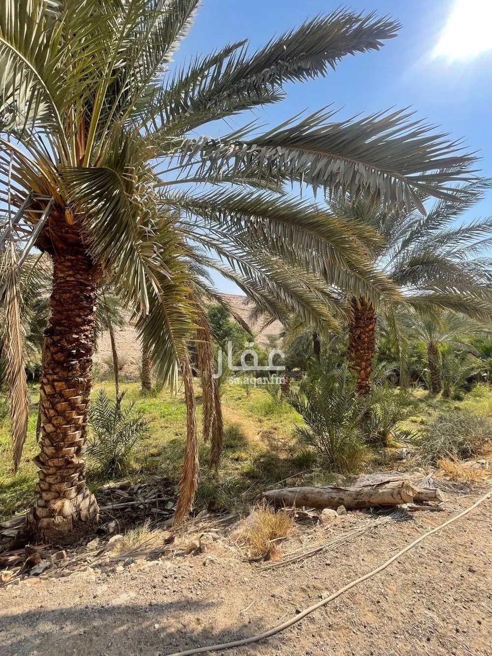 مزرعة للبيع في حي عريض, مدينة الرياض, منطقة الرياض 1 صورة