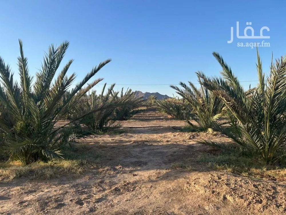 مزرعة للبيع في شارع ضواحي 112, حي المليليح, مدينة المدينه المنوره, منطقة المدينة المنورة 1 صورة