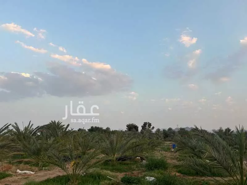 مزرعة للبيع في شارع المندسة 723, حي المندسة, مدينة المدينة المنورة, منطقة المدينة المنورة 1 صورة