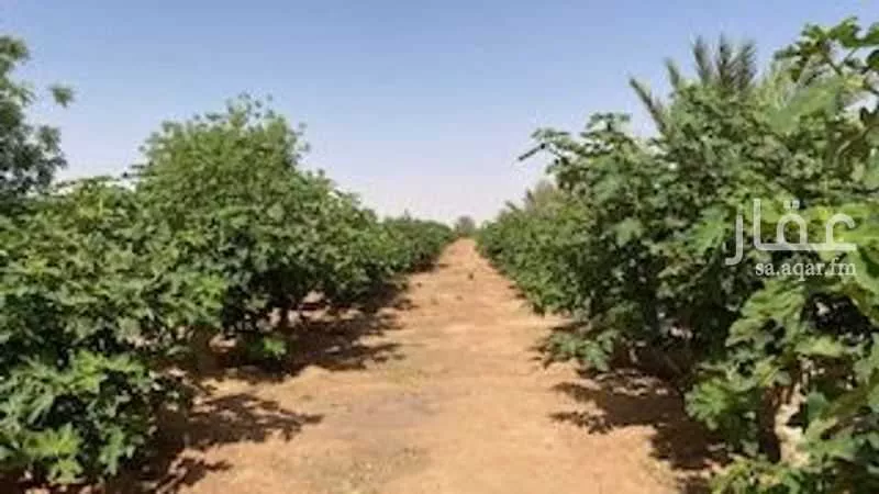 أرض للبيع في شارع اللغفيه 2086, حي مزارع البطينه والفرعه, مدينة مزارع البطينه والفرعه, منطقة الرياض 1 صورة