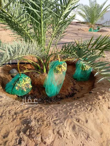 مزرعة للبيع في مدينة الصيهد (ال ولمه), منطقة الرياض صورة 3