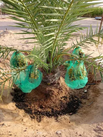 مزرعة للبيع في مدينة الصيهد (ال ولمه), منطقة الرياض صورة 4