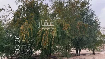 مزرعة للبيع في شارع الامير محمد ابن فهد ابن عبدالعزيز, حي الإزدهار, مدينة مليجه, المنطقة الشرقية صورة 3