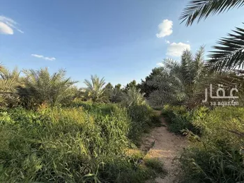 مزرعة للبيع في شارع الحصين بن الحارث القرشي, مدينة قريه ديراب, منطقة الرياض صورة 5