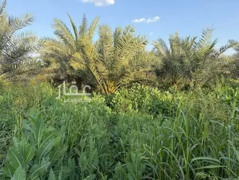 مزرعة للبيع في شارع الحصين بن الحارث القرشي, مدينة قريه ديراب, منطقة الرياض صورة 4