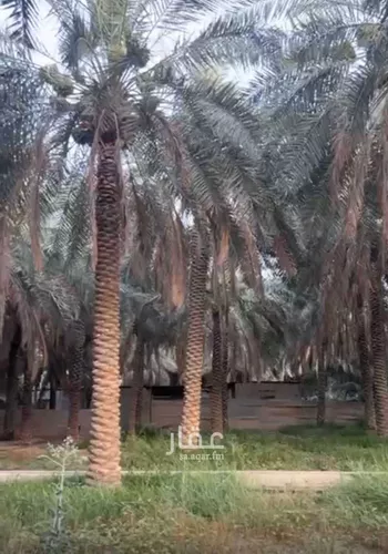 مزرعة للبيع في حي بلدة بني معن, مدينة الاحساء, المنطقة الشرقية صورة 3