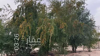 مزرعة للبيع في حي السديره, مدينة السديره, المنطقة الشرقية صورة 3