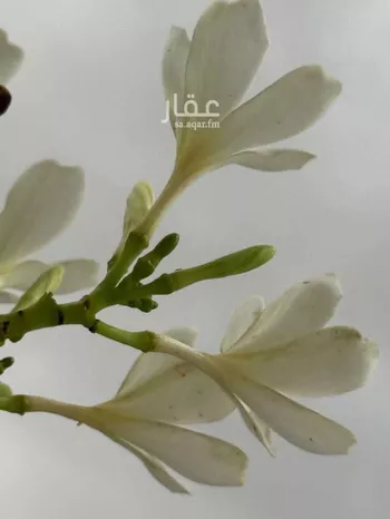 غرفة للإيجار في حي العضيان ، جدة ، جدة صورة 2