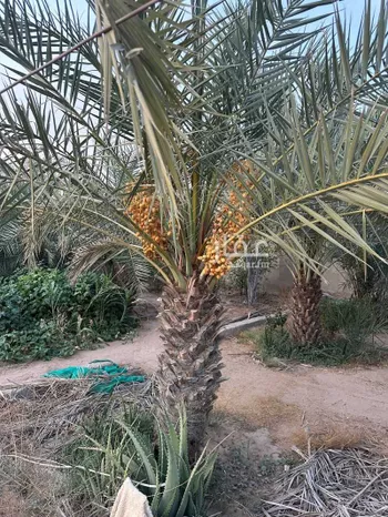 استراحة للبيع في شارع شارع 67 الحديبية 1, حي الحديبية, مدينة مكه المكرمه, منطقة مكة المكرمة صورة 3