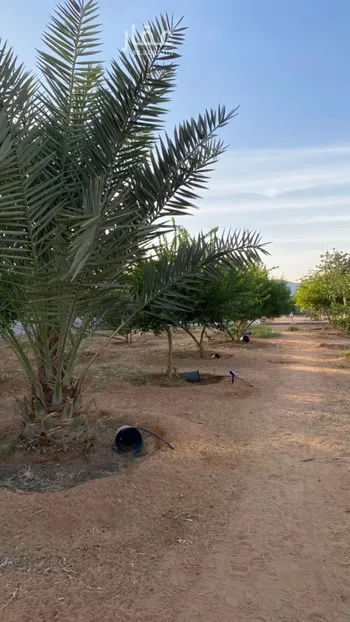 استراحة للبيع في حي هجره الذيبيه وخضراء, مدينة هجره الذيبيه وخضراء, منطقة الرياض صورة 2