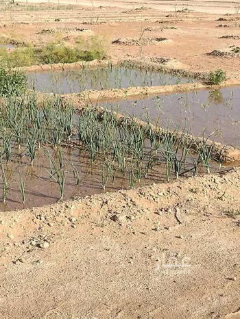 مزرعة للبيع في شارع الحارث بن انس, مدينة عنيزه, منطقة القصيم صورة 3