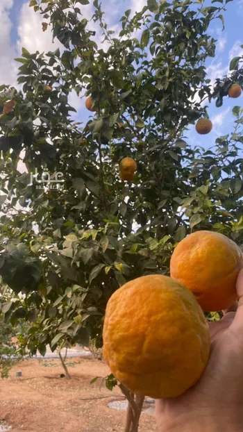 مزرعة للبيع في حي هجره الذيبيه وخضراء, مدينة هجره الذيبيه وخضراء, منطقة الرياض