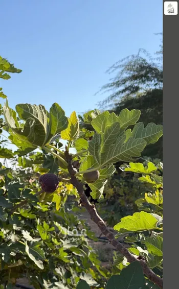 أرض للبيع في حي مزارع اوراط, مدينة مزارع اوراط, منطقة الرياض صورة 3