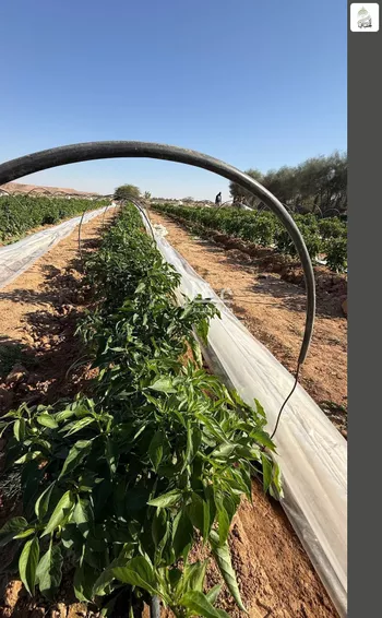 أرض للبيع في حي مزارع اوراط, مدينة مزارع اوراط, منطقة الرياض صورة 4