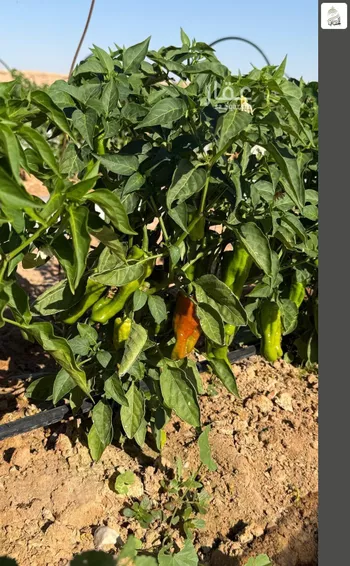 أرض للبيع في حي مزارع اوراط, مدينة مزارع اوراط, منطقة الرياض صورة 2