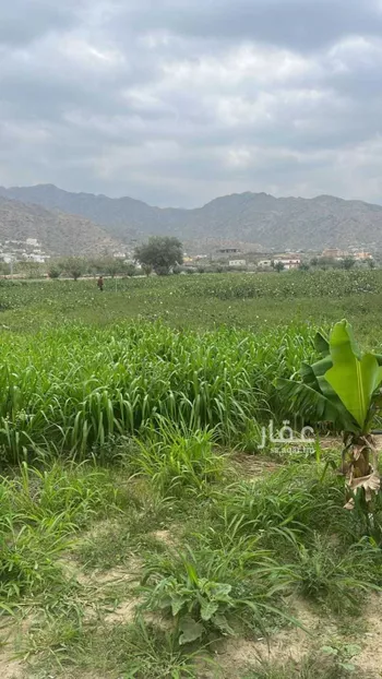 أرض للبيع في شارع 000, حي ابو كبير, مدينة ابو كبير, منطقة مكة المكرمة صورة 3
