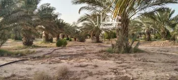 مزرعة للبيع في شارع عبدالله بن عبدالعزيز ، التويم ، المجمعة صورة 5