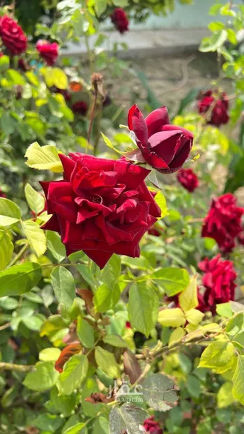 مزرعة للحجز في شارع 28 الروابي ، حي الروابي ، النماص ، النماص صورة 3